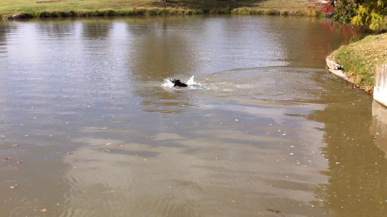 Thrashing Through Water